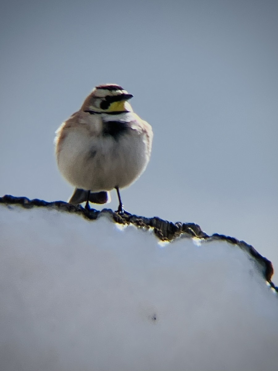 Horned Lark - ML632515619