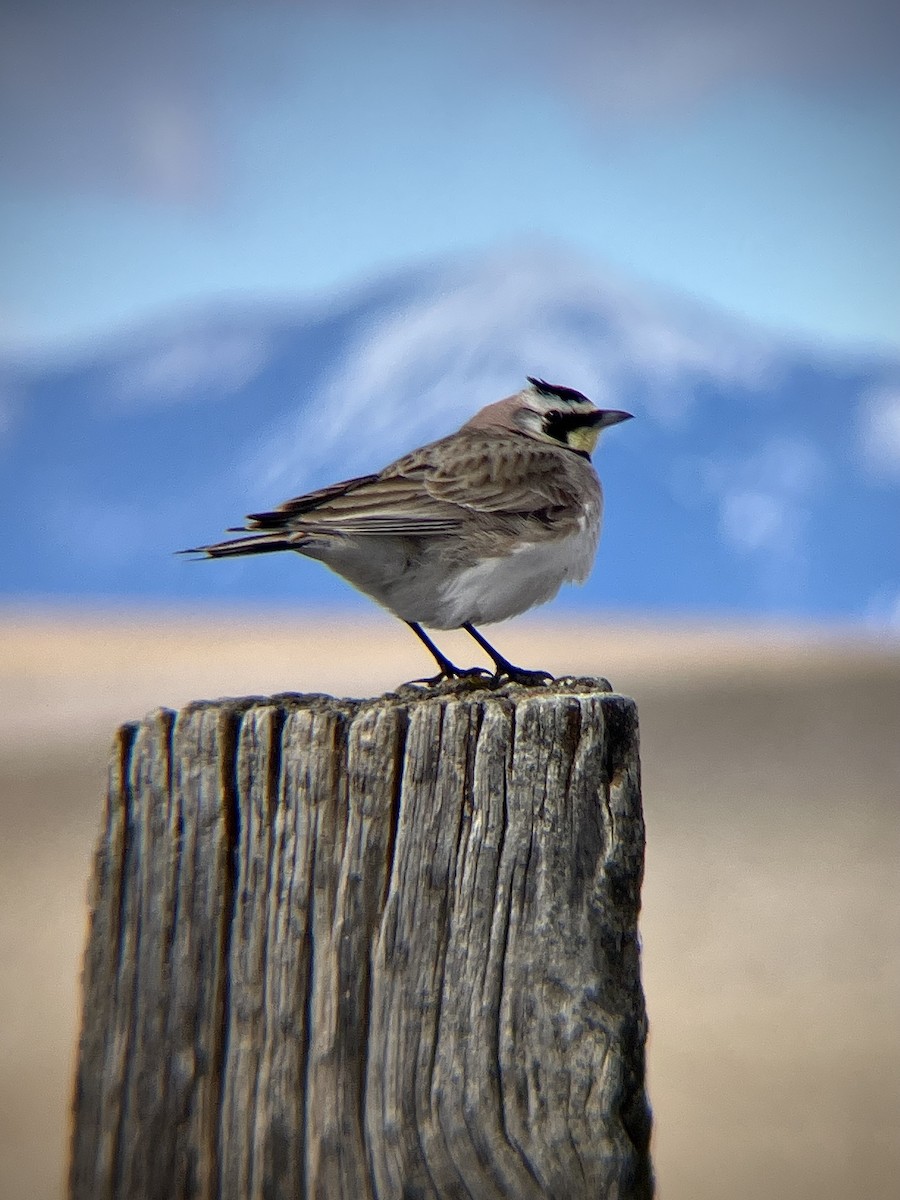 Horned Lark - ML632515620