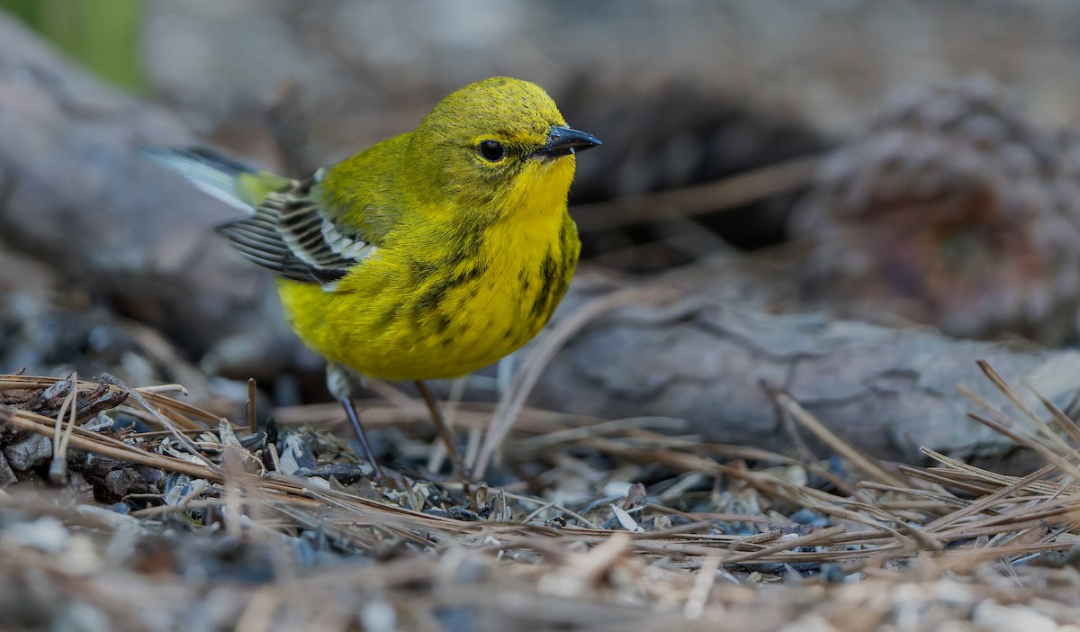 Pine Warbler - ML632515795
