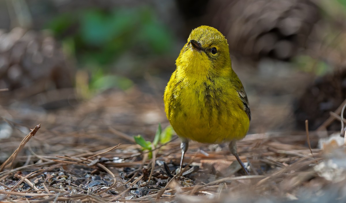 Pine Warbler - ML632515796