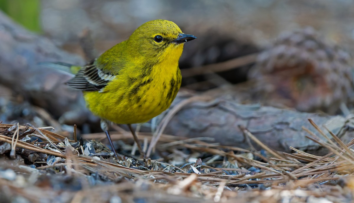 Pine Warbler - ML632515797