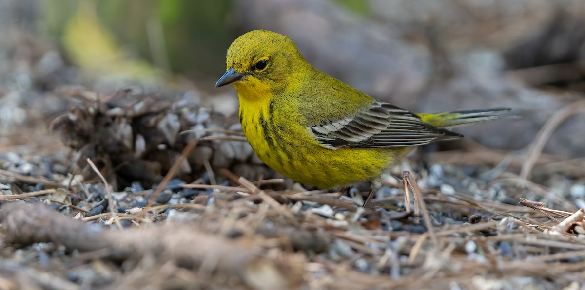 Pine Warbler - ML632515799