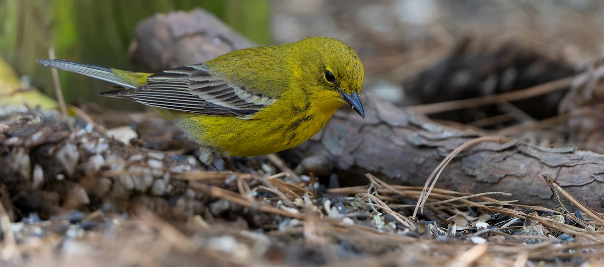 Pine Warbler - ML632515800