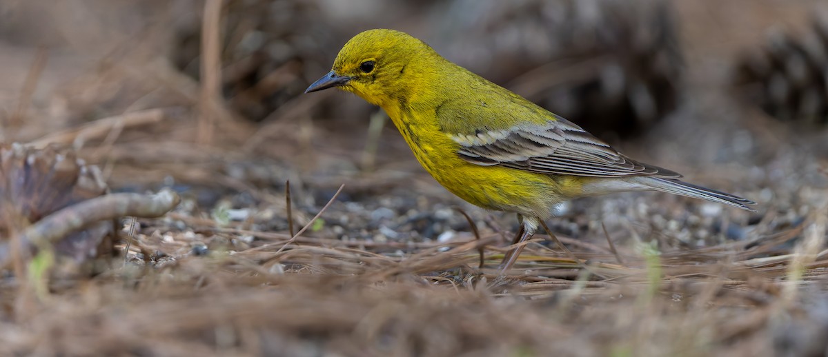 Pine Warbler - ML632515802