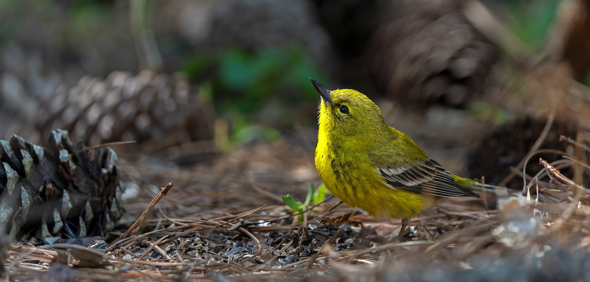 Pine Warbler - ML632515803