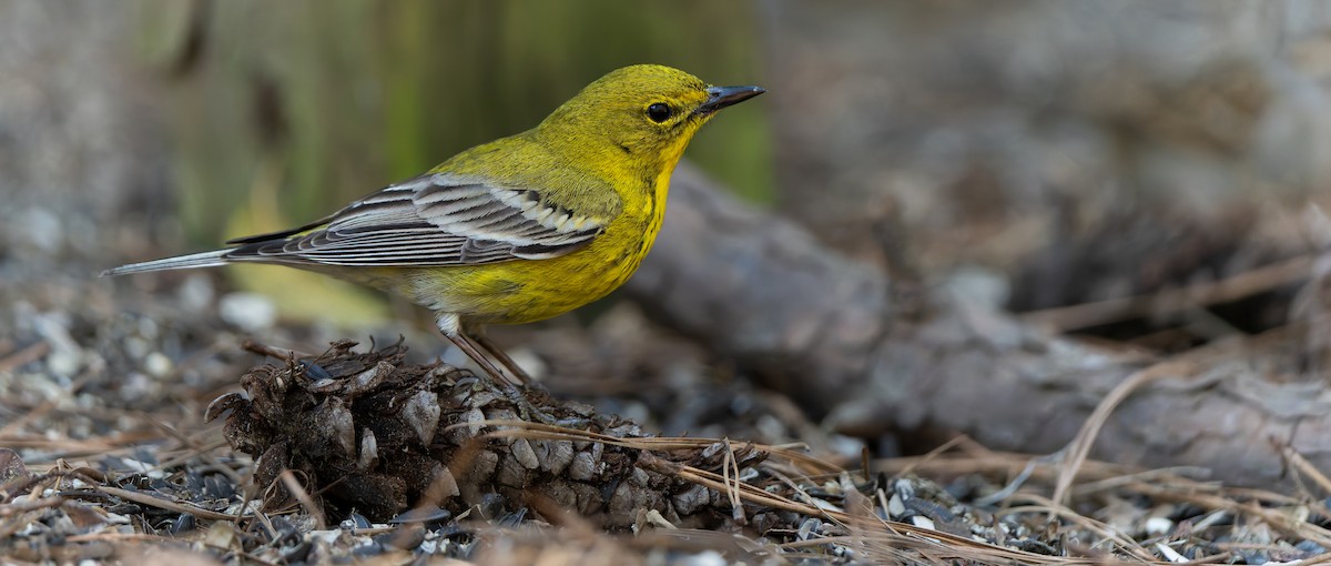 Pine Warbler - ML632515804