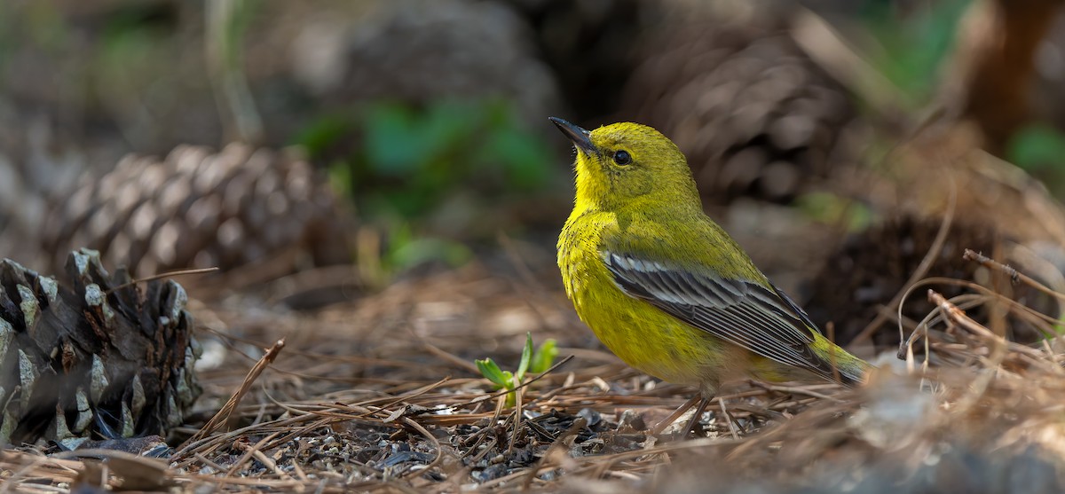 Pine Warbler - ML632515805