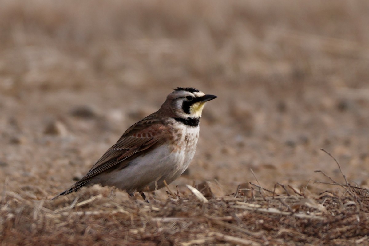 Horned Lark - ML632515833