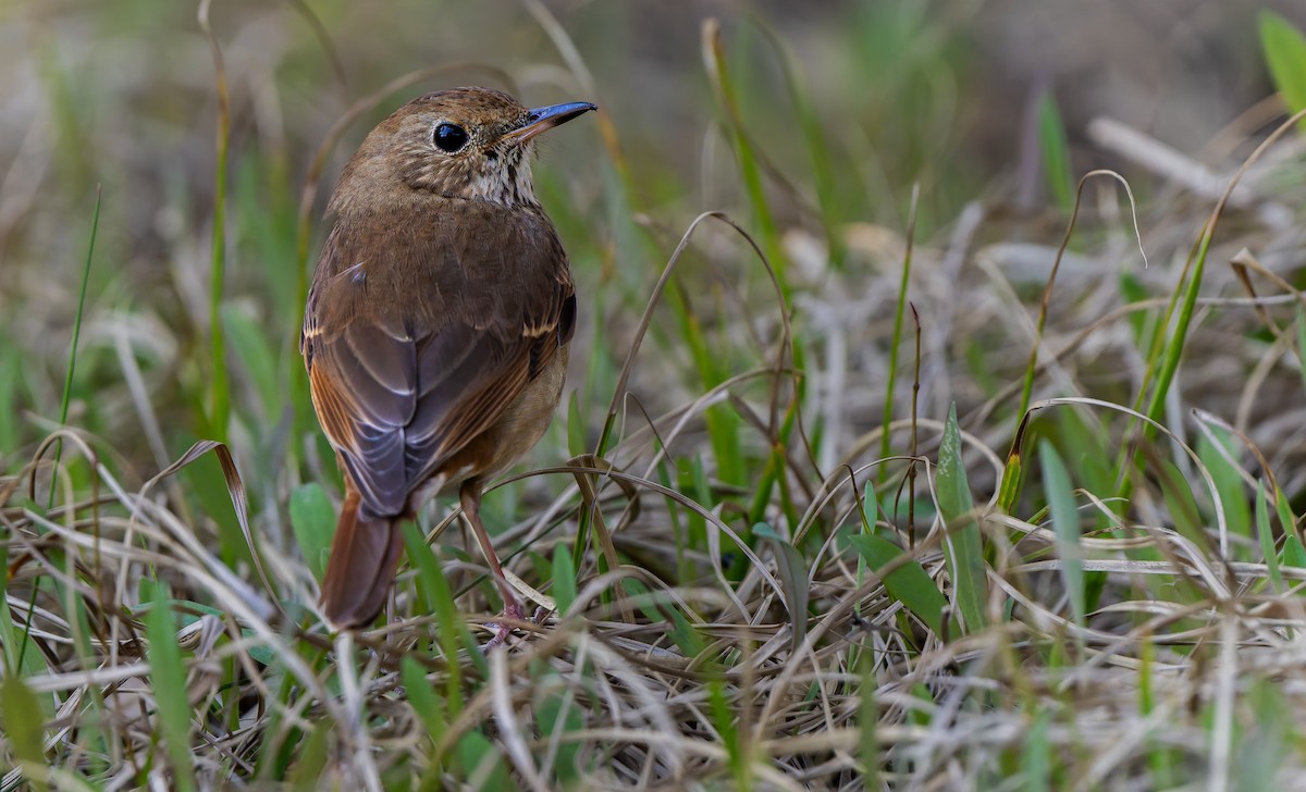 Hermit Thrush - ML632515841