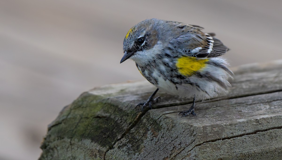 Yellow-rumped Warbler - ML632515874