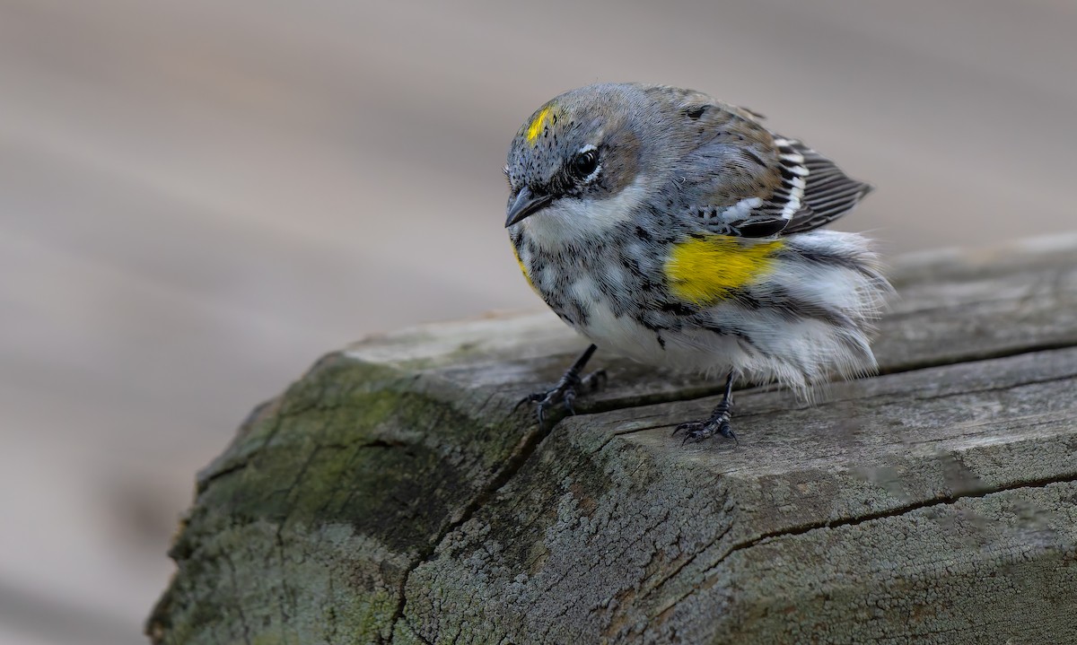 Yellow-rumped Warbler - ML632515875