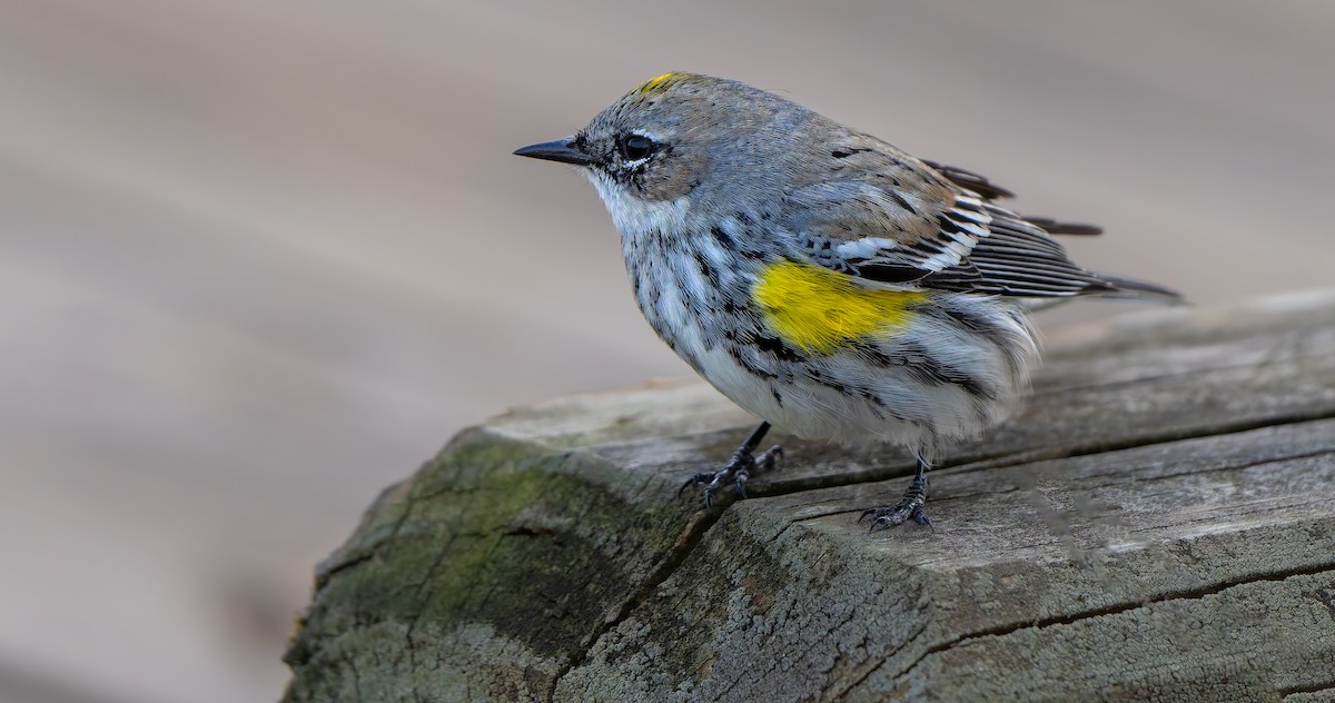 Yellow-rumped Warbler - ML632515876