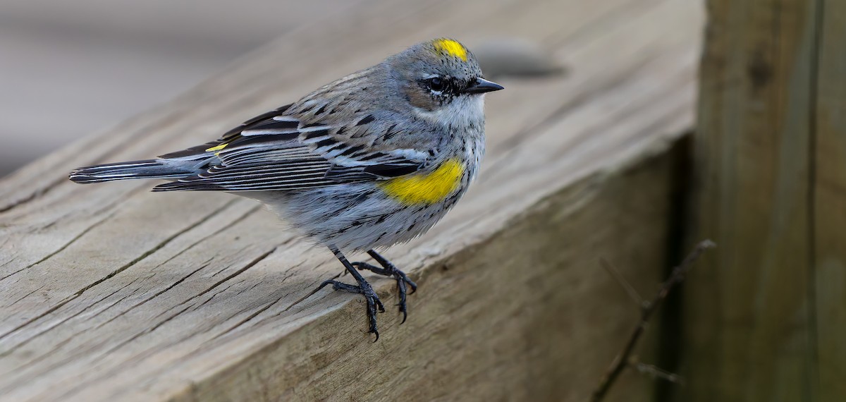 Yellow-rumped Warbler - ML632515877