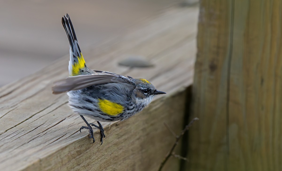 Yellow-rumped Warbler - ML632515878