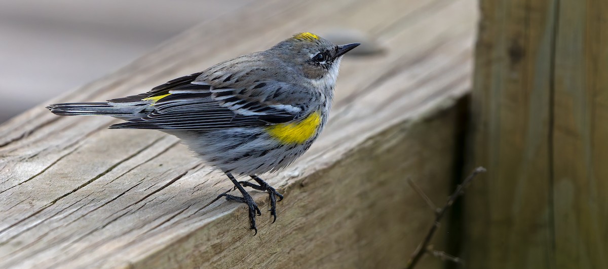 Yellow-rumped Warbler - ML632515879