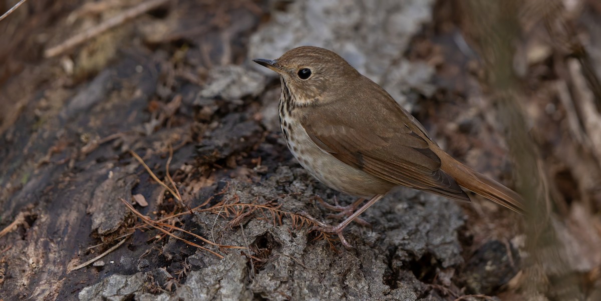 Hermit Thrush - ML632515887