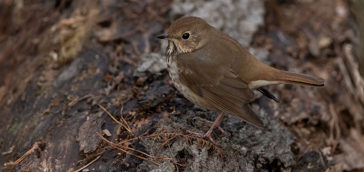 Hermit Thrush - ML632515888