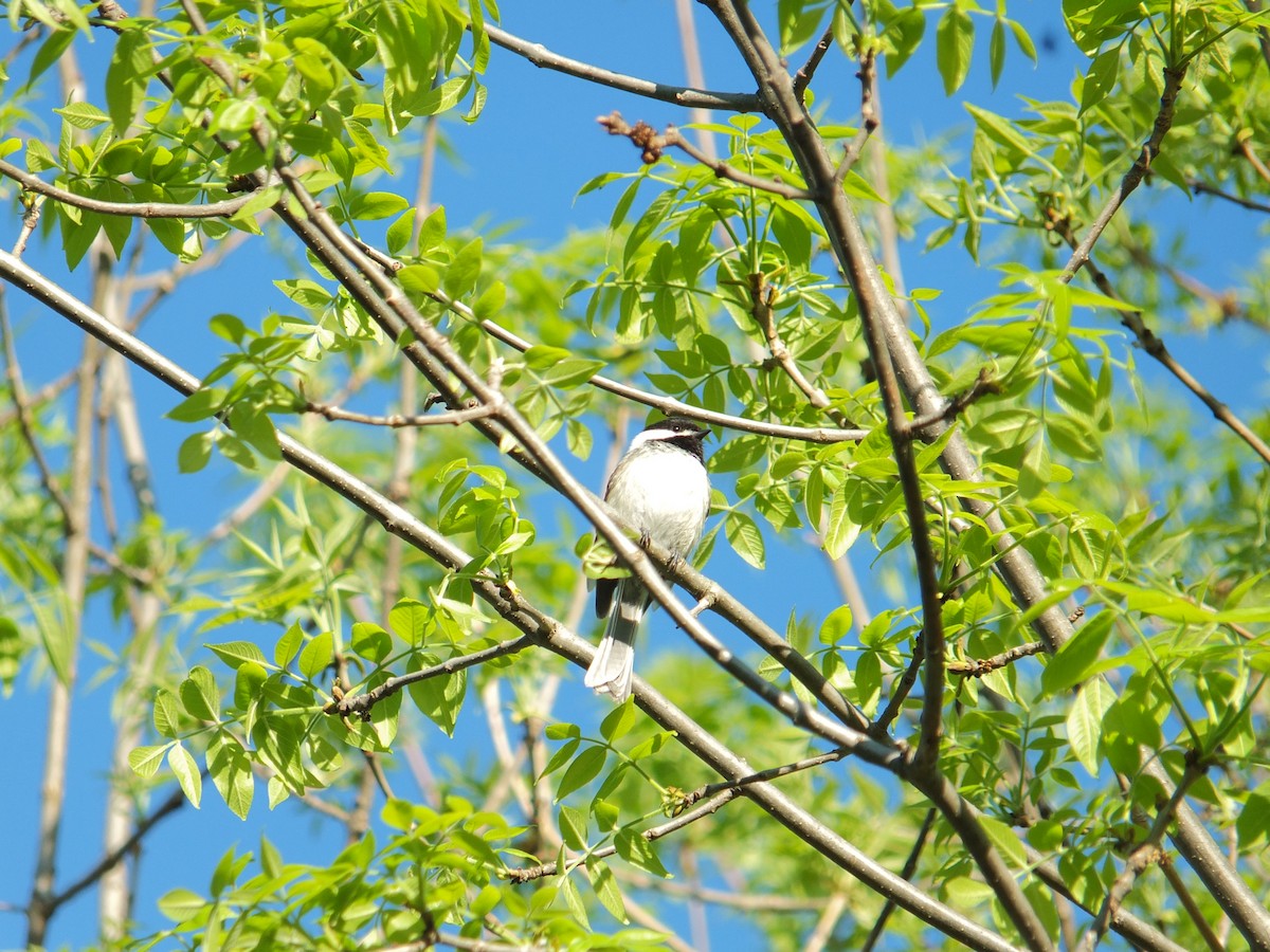 Black-capped Chickadee - ML632515894
