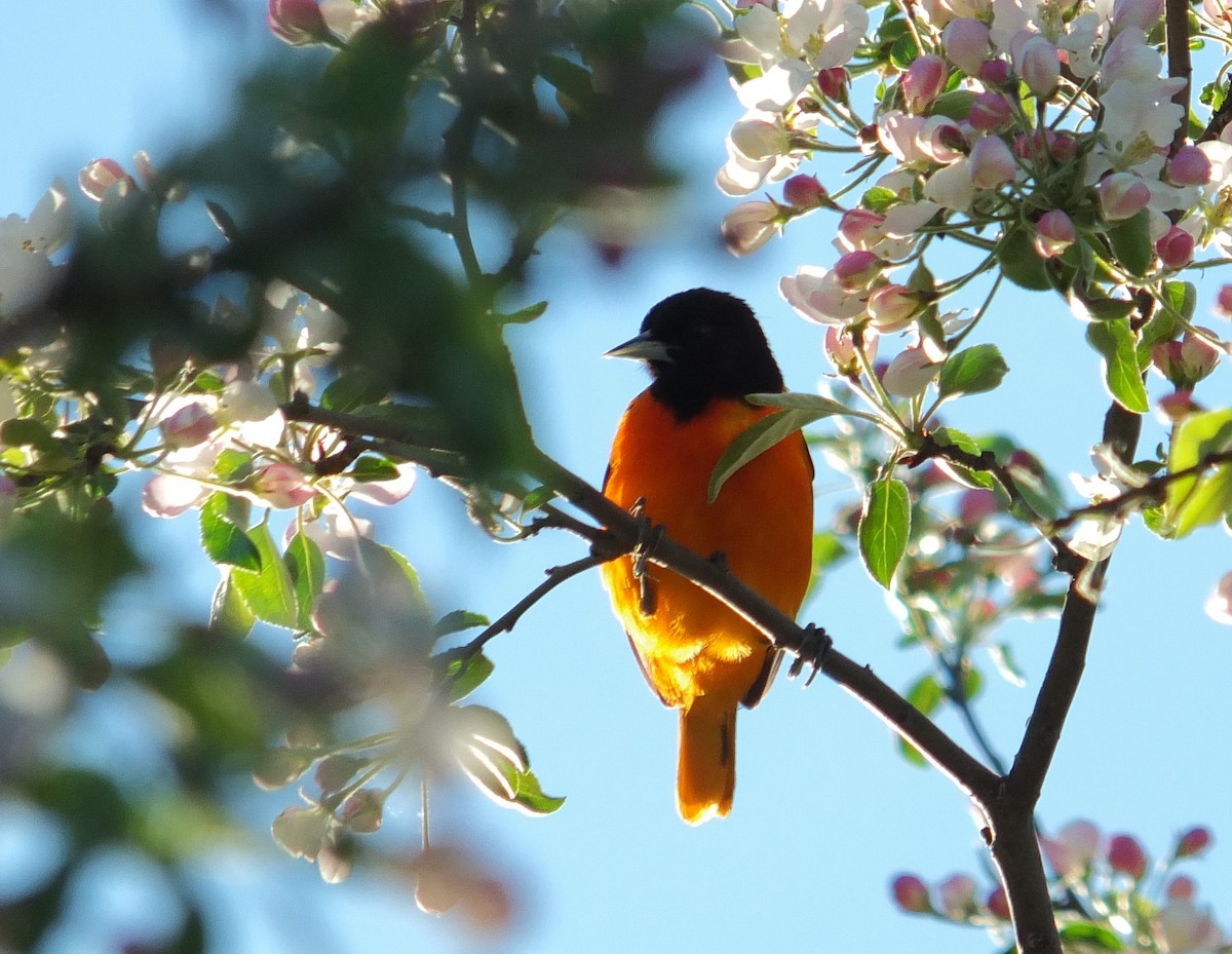 Baltimore Oriole - ML632515909