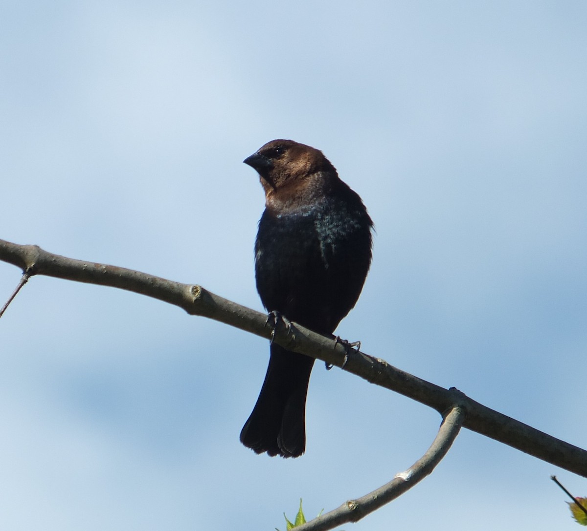Brown-headed Cowbird - ML632515914