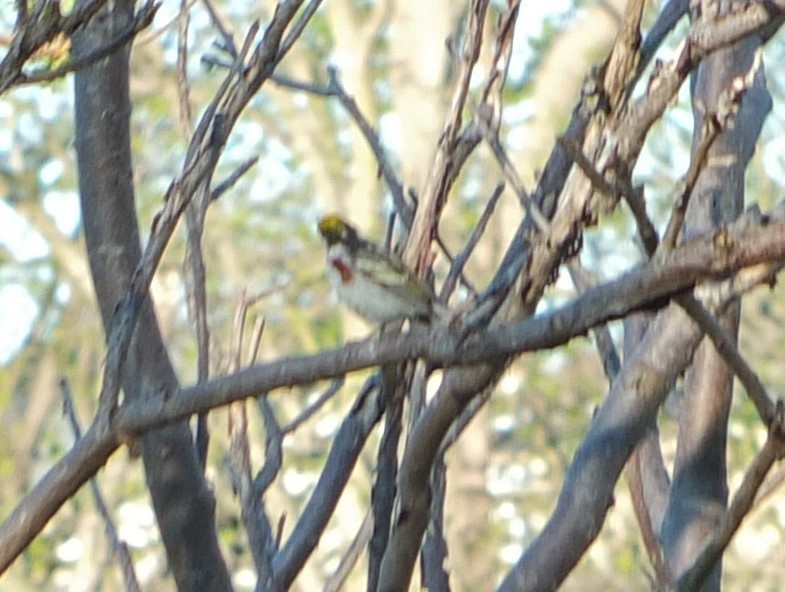 Chestnut-sided Warbler - ML632515925