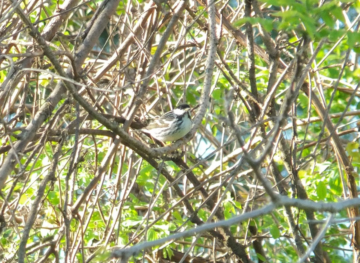 Blackpoll Warbler - ML632515962