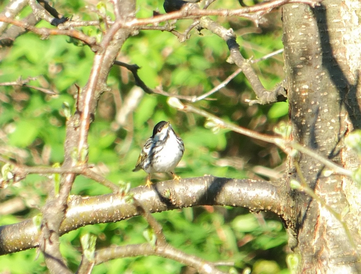 Blackpoll Warbler - ML632515963