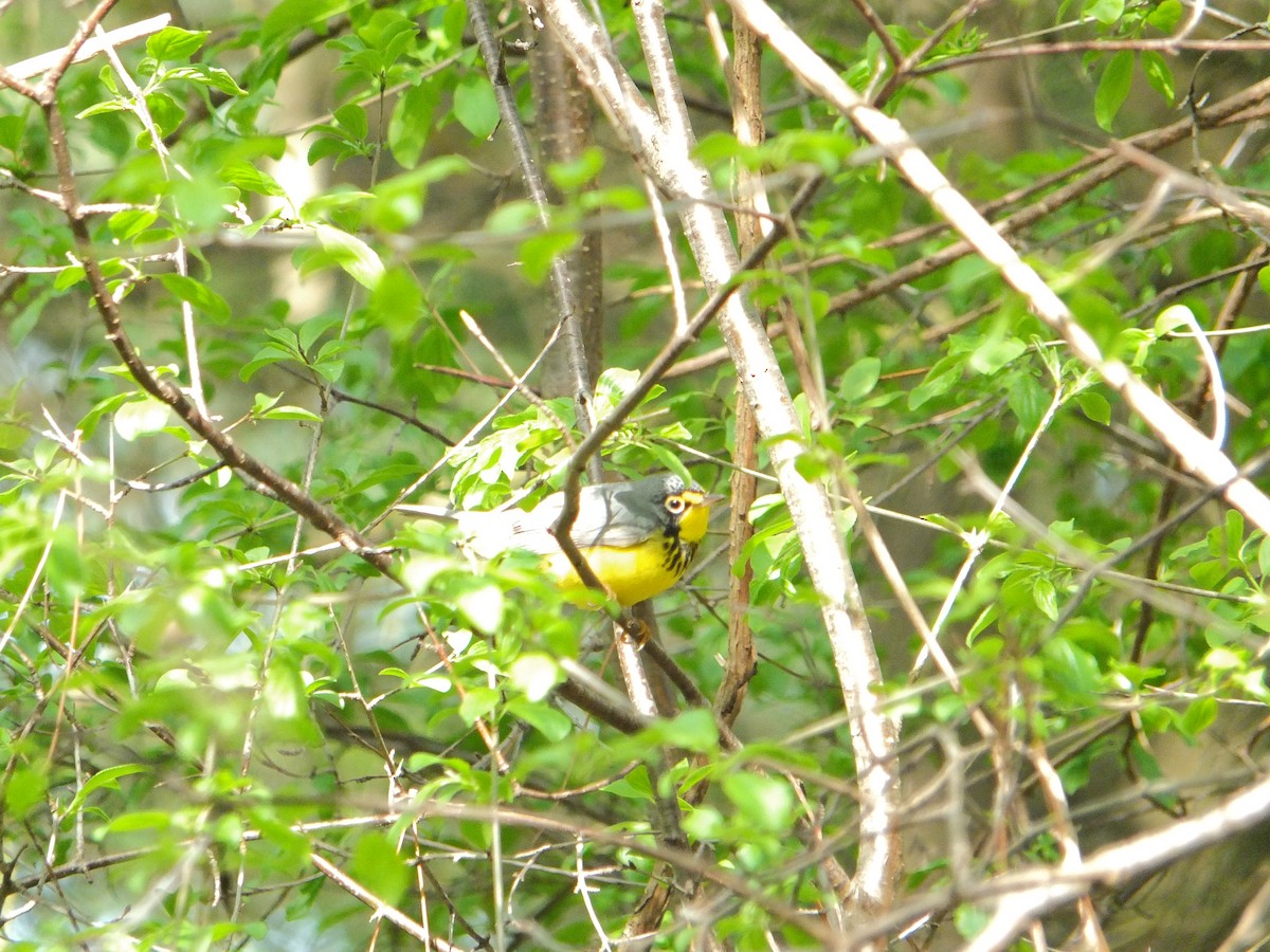 Canada Warbler - ML632515986