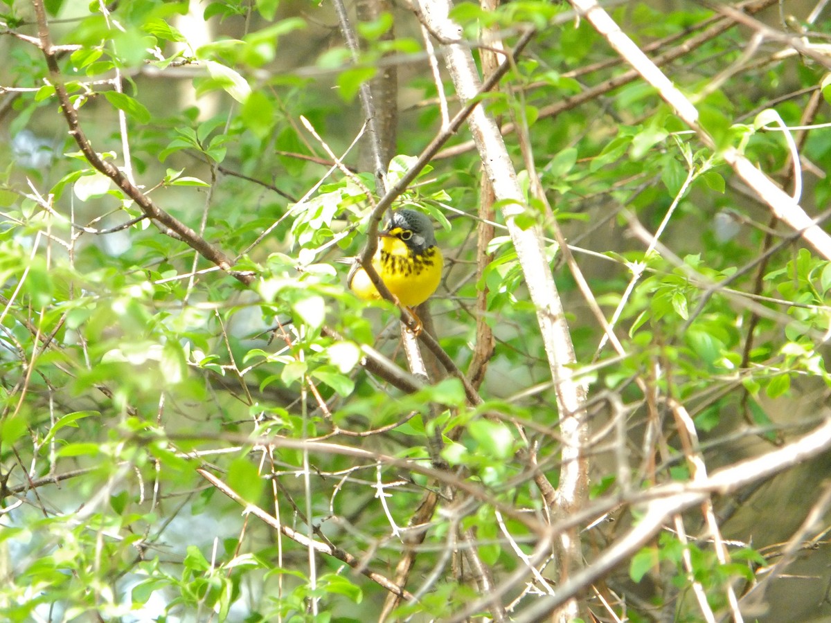 Canada Warbler - ML632515987