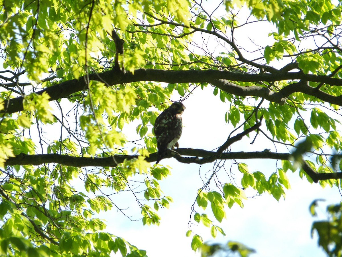 Cooper's Hawk - ML632516039
