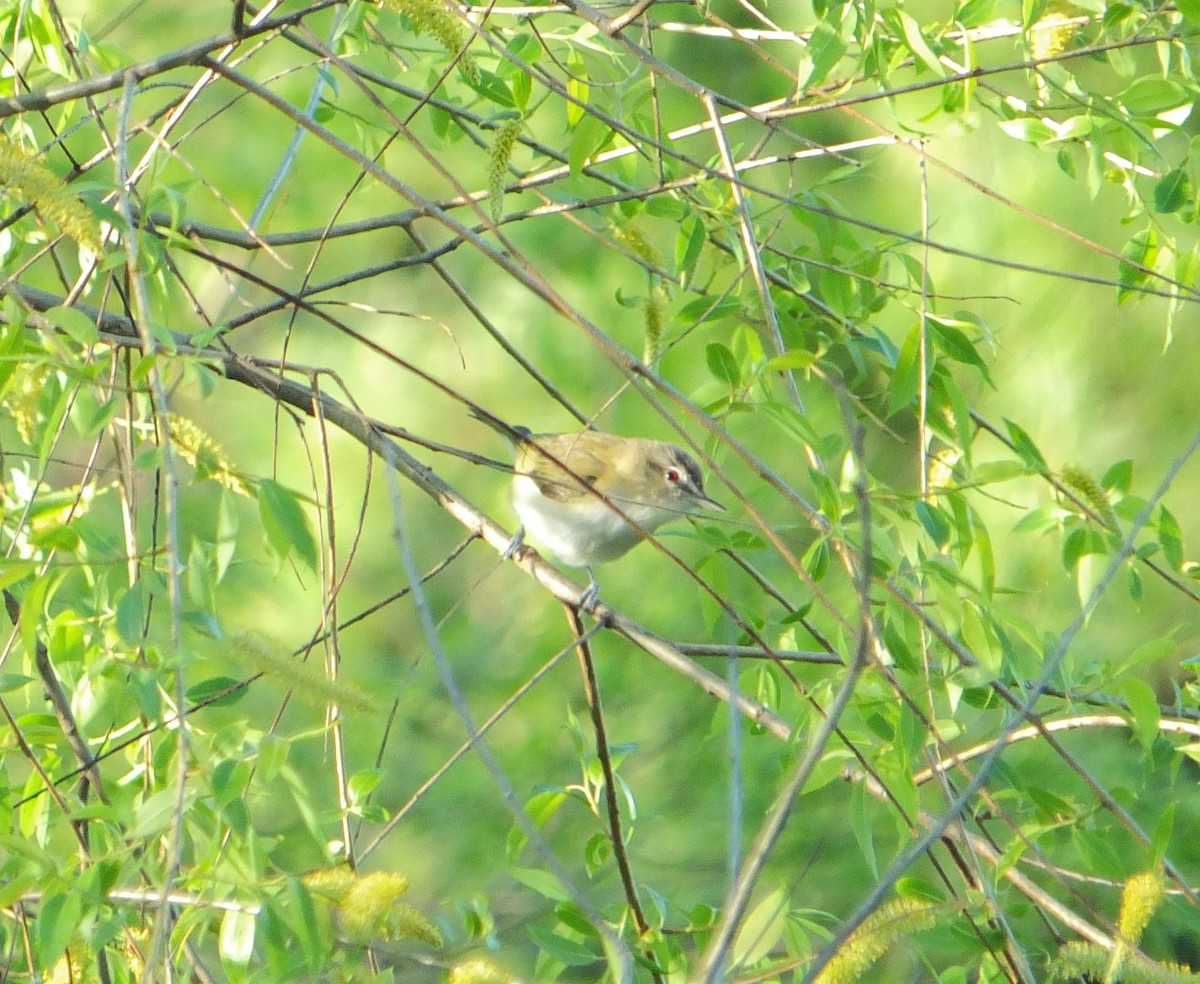 Red-eyed Vireo - ML632516066