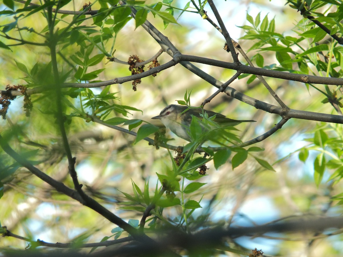 Red-eyed Vireo - ML632516067