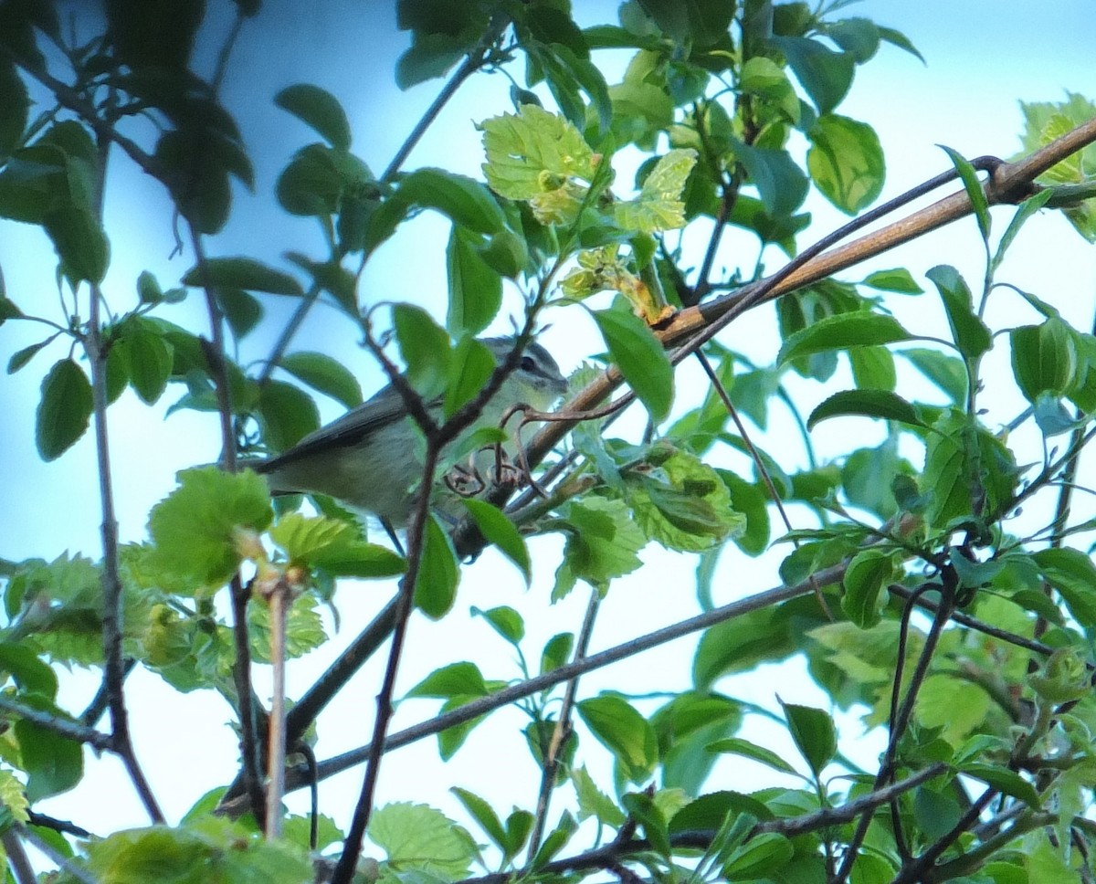 Eastern Warbling Vireo - ML632516080
