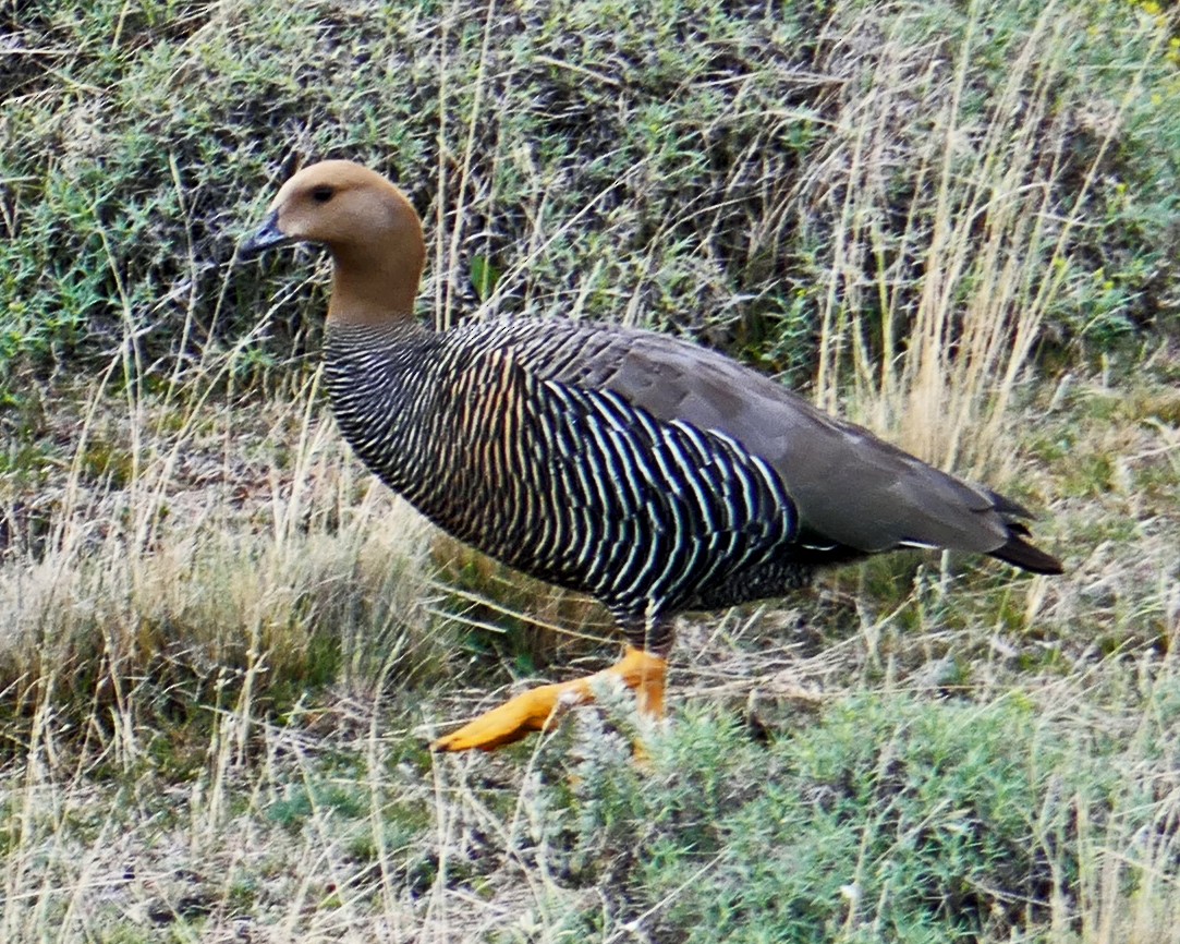 Magallaesko antzara - ML632516228