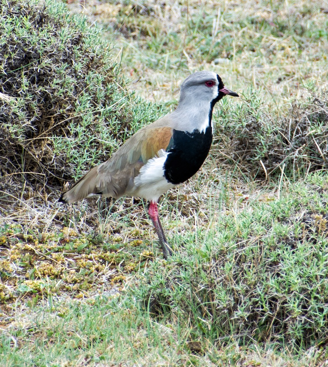 Southern Lapwing - ML632516245
