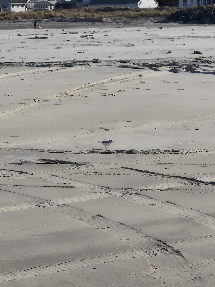 Piping Plover - ML632516247