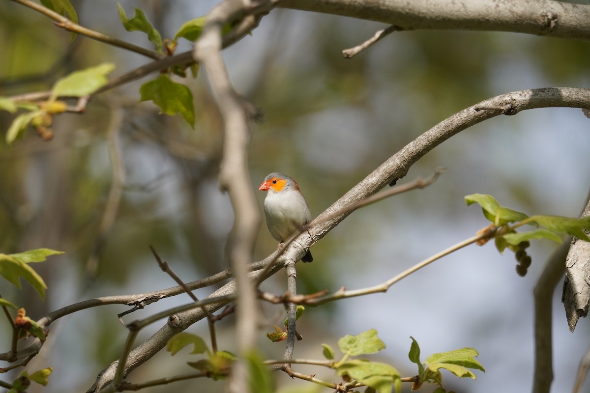 Orange-cheeked Waxbill - ML632516285