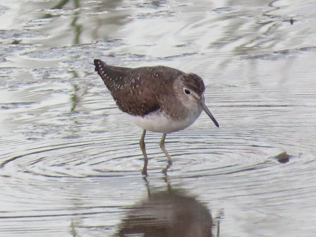 Solitary Sandpiper - ML632516289