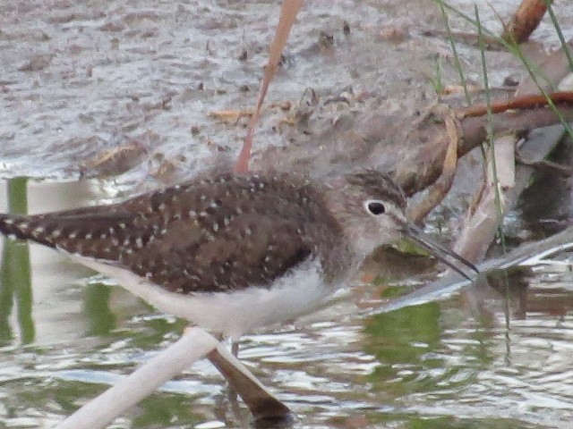 Solitary Sandpiper - ML632516296