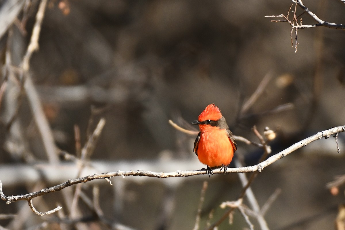 Vermilion Flycatcher - ML632516344