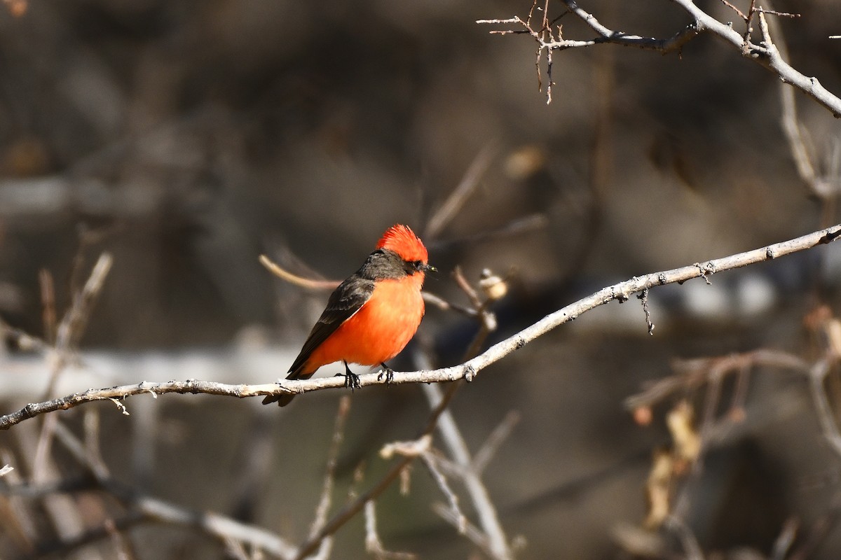 Vermilion Flycatcher - ML632516345