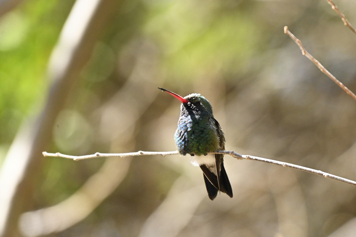 Broad-billed Hummingbird - ML632516469