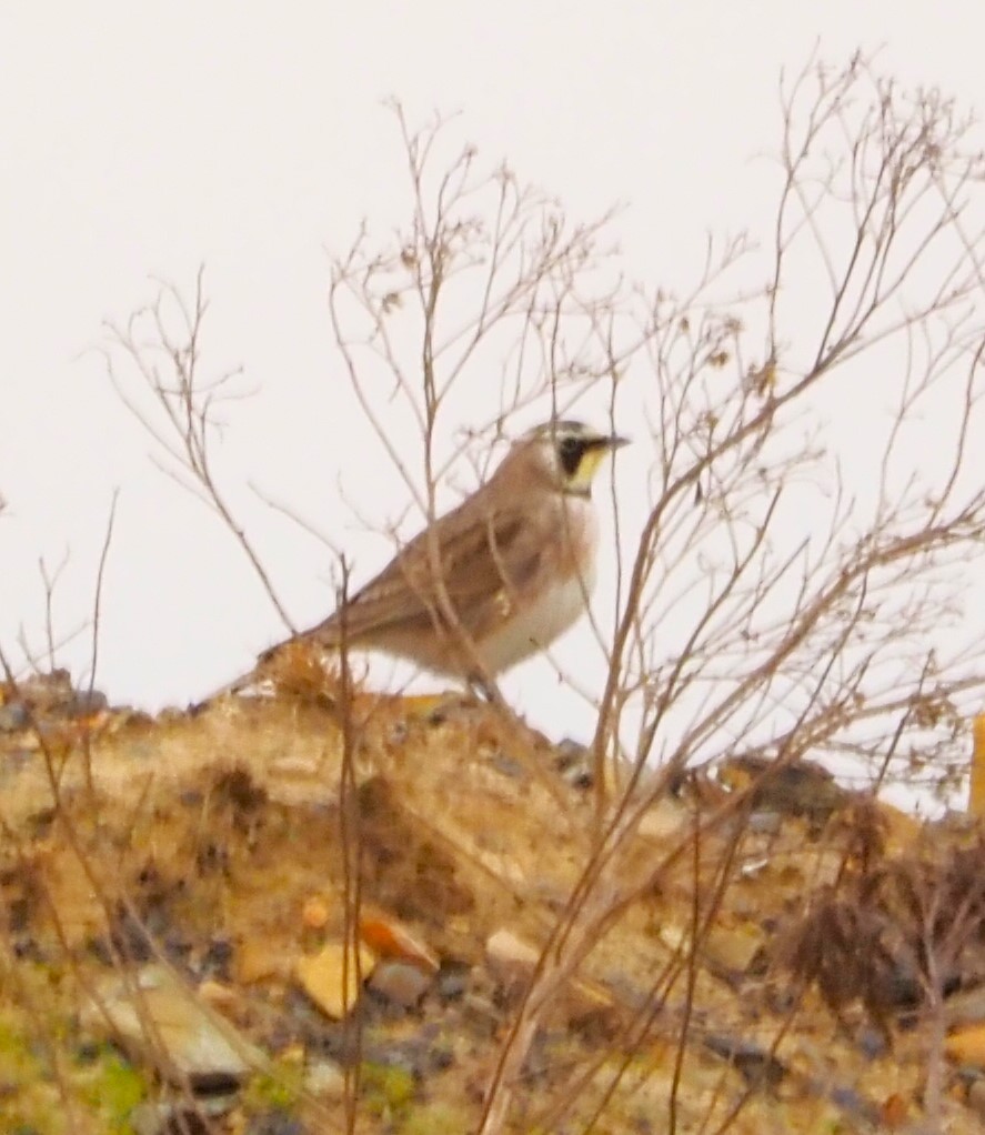 Horned Lark - ML632516523