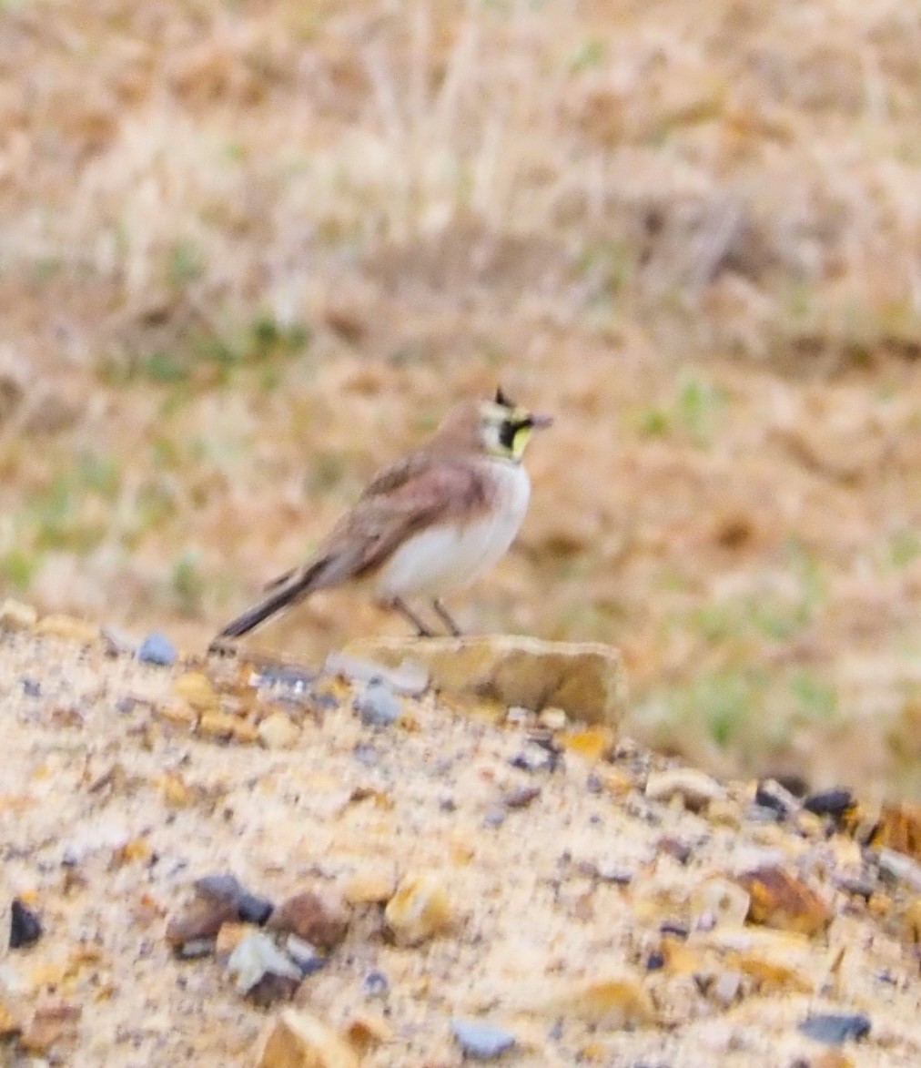 Horned Lark - ML632516524