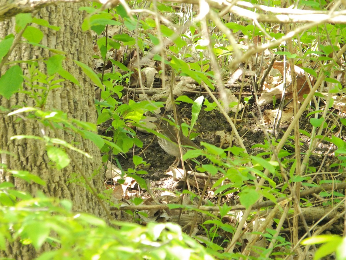 Gray-cheeked Thrush - ML632516535