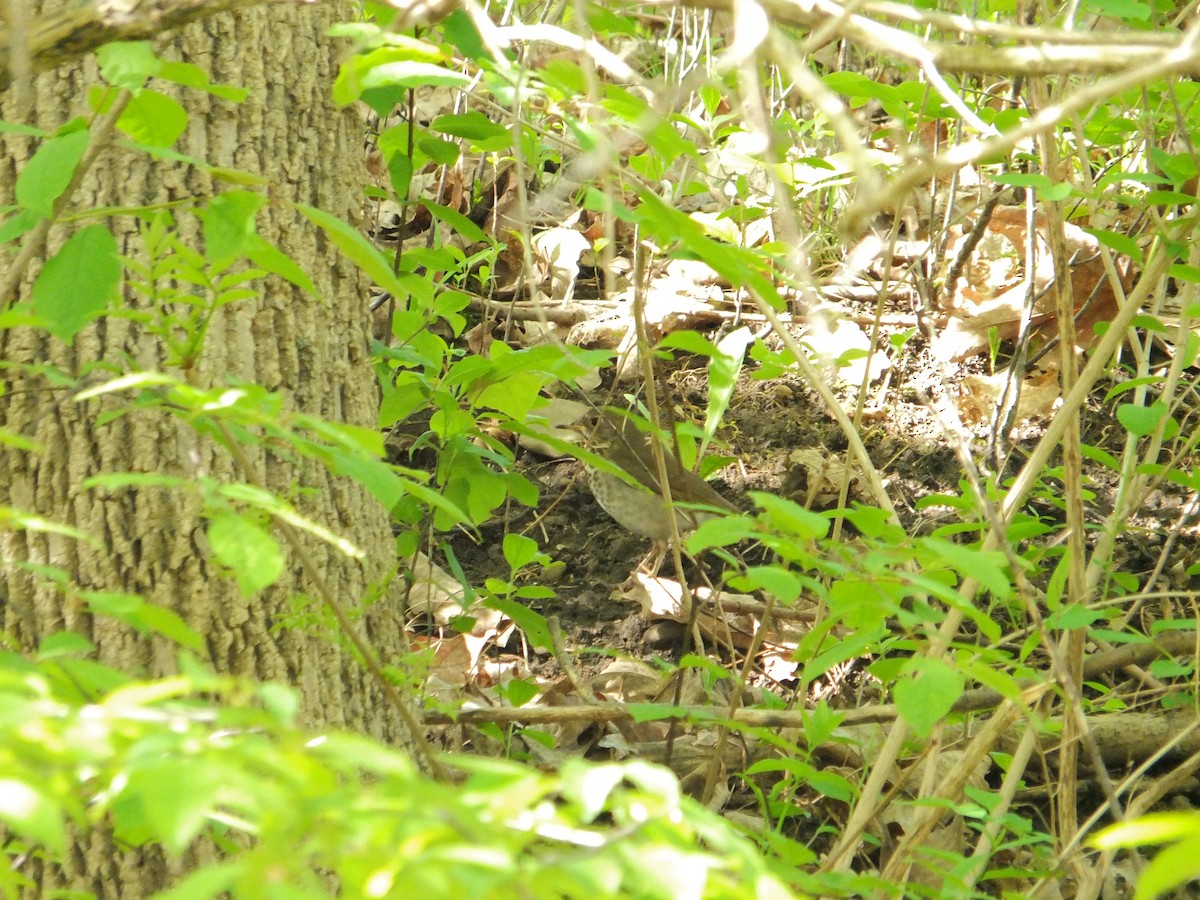 Gray-cheeked Thrush - ML632516536
