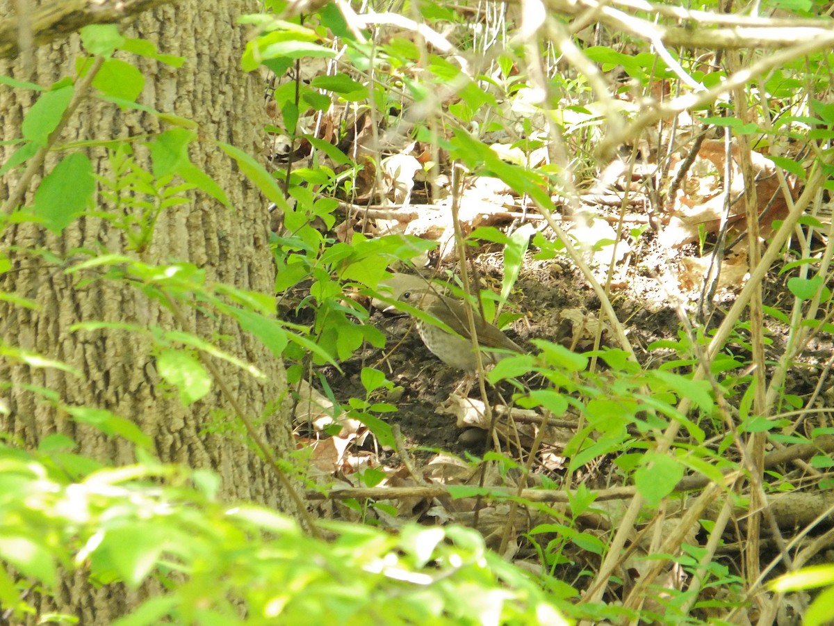 Gray-cheeked Thrush - ML632516537