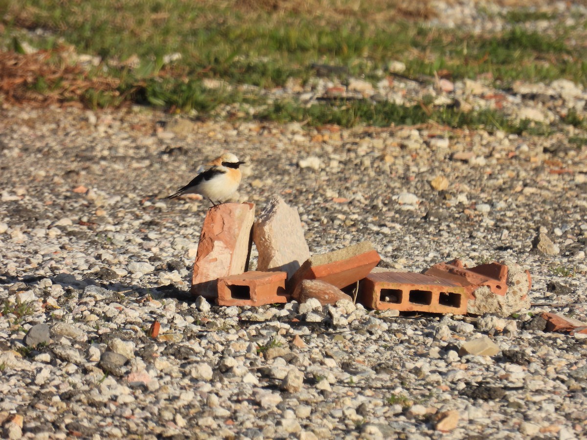 Western Black-eared Wheatear - ML632516576