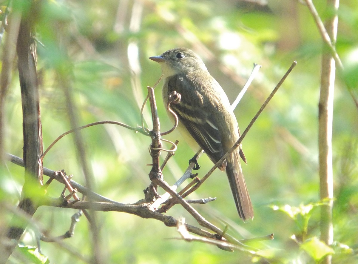 Alder/Willow Flycatcher (Traill's Flycatcher) - ML632516651