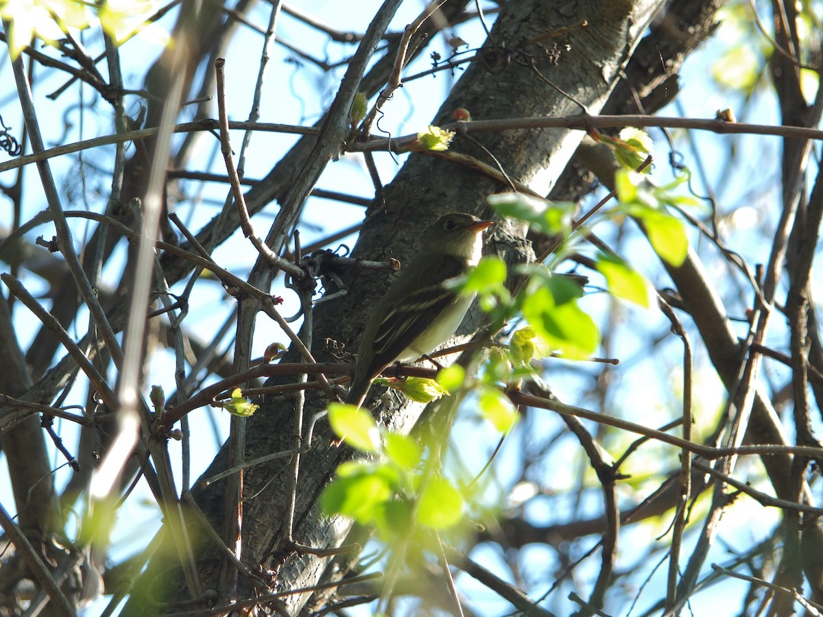 Alder/Willow Flycatcher (Traill's Flycatcher) - ML632516652